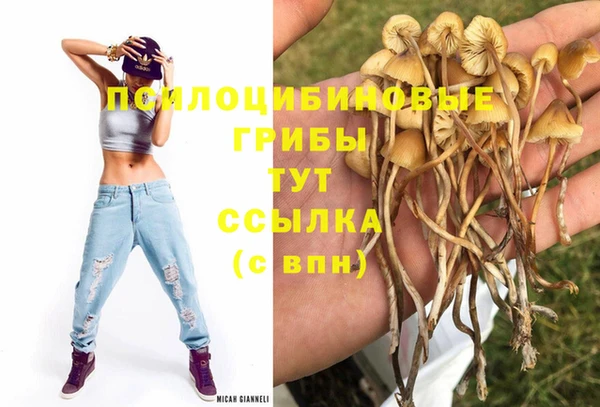 гашик Зеленокумск